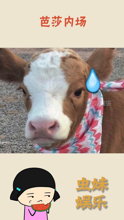 吃瓜娱乐猪,揭秘娱乐圈背后的趣味故事