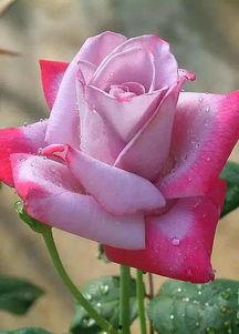 娱乐吃瓜酱带刺的玫瑰